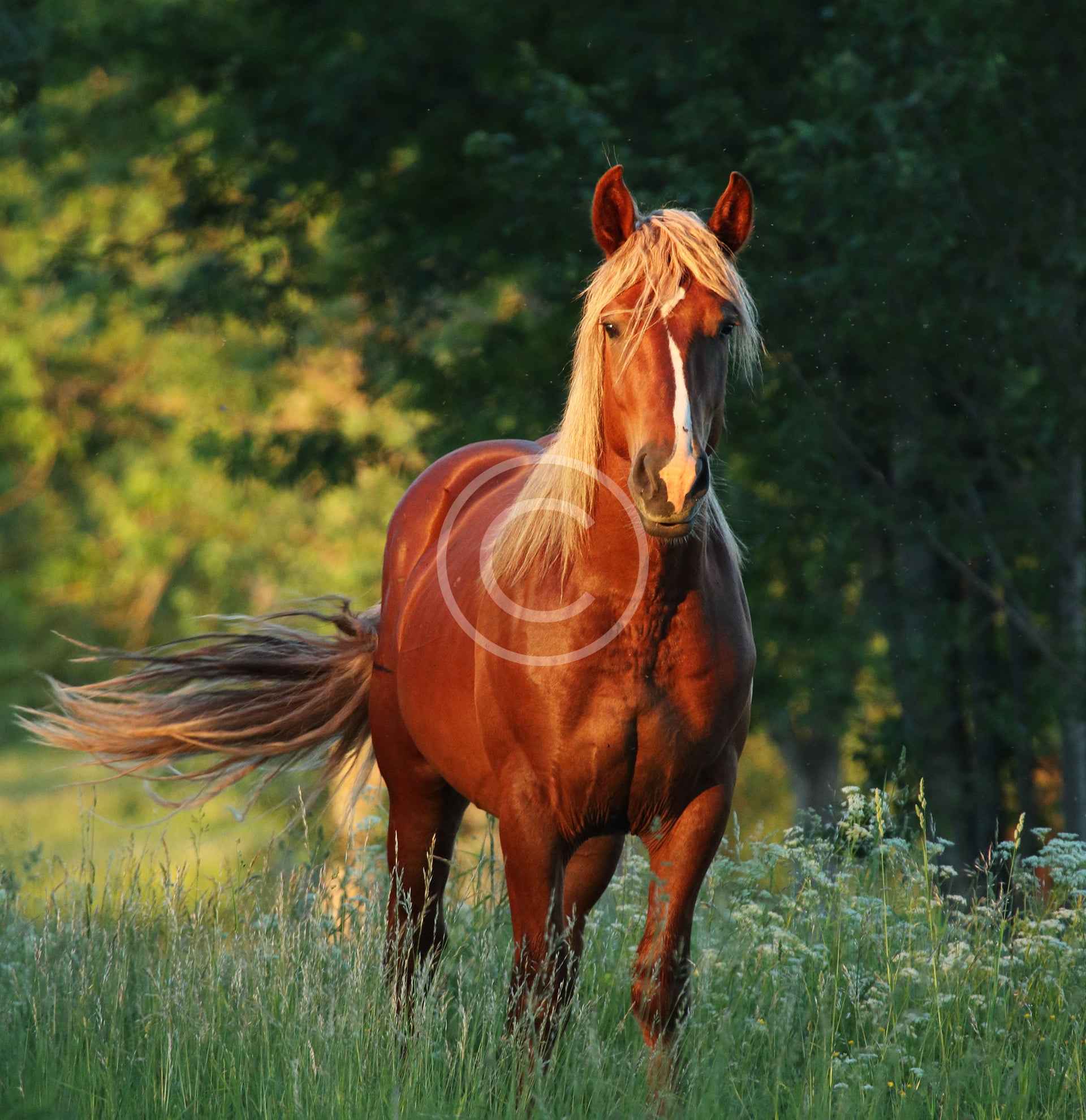 How to choose the right horse for a personal ride practice Stallion